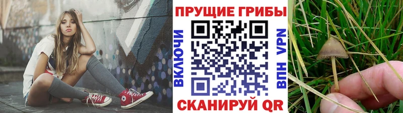 Галлюциногенные грибы Psilocybe  как найти закладки  Гаврилов Посад 